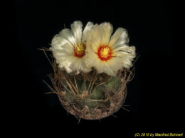Astrophytum capricorne v. aureum 1651